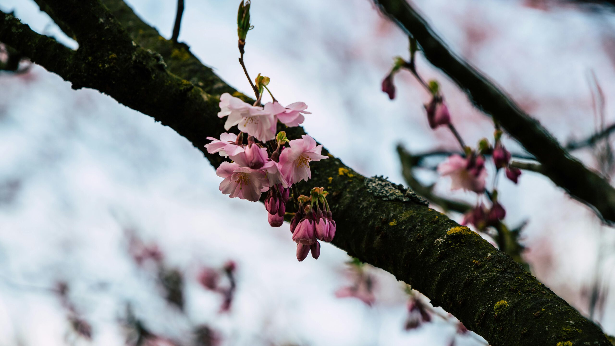 Close-up of a cherry blossom branch in Munich during spring, showcasing pink flowers and vibrant nature.